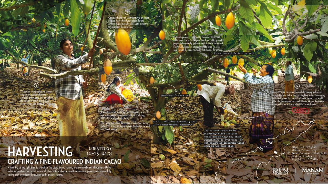 Manam Chocolate: Crafting A Unique Indian Craft Chocolate Communication Identity - Manam Chocolate - Manam Chocolate